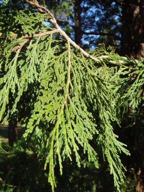 Calocedrus decurrens rameau
